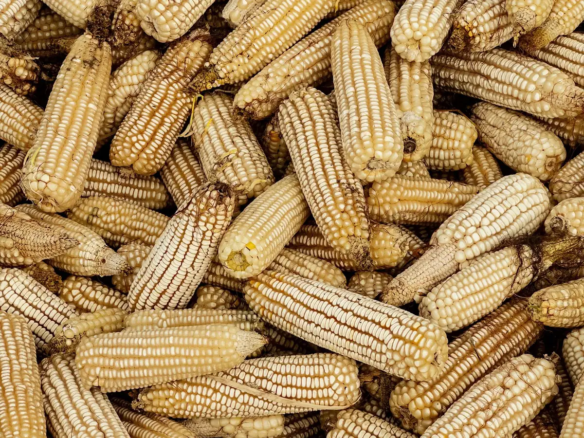 Dried maize cobs laid out in rows.