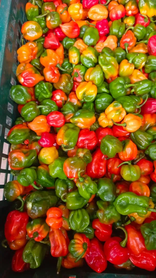 A crate full of freshly picked scotch bonnet peppers in red, orange, yellow and green.
