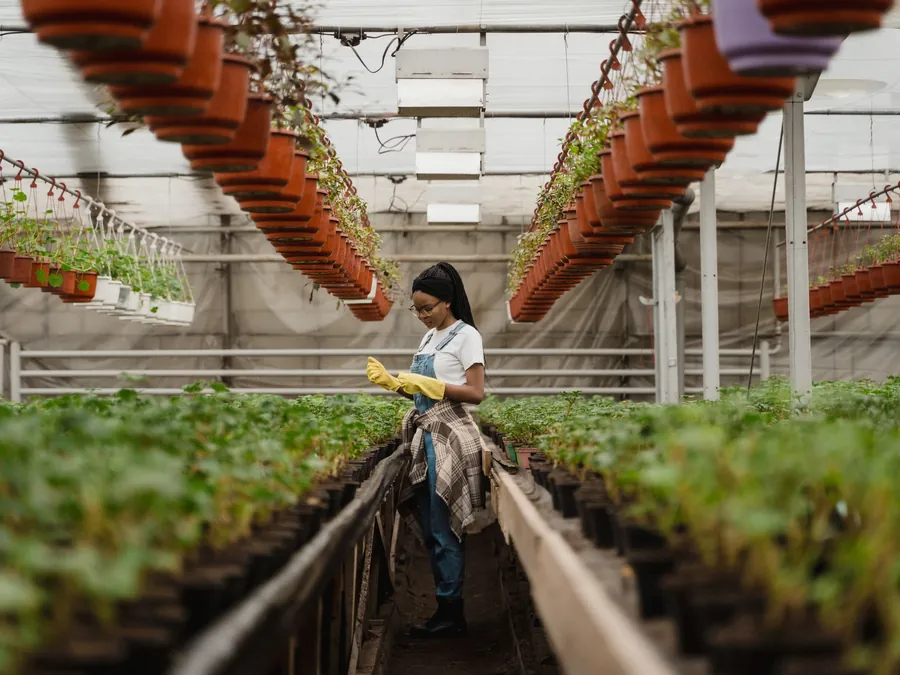 A woman tending seedlings in nursery beds inside a glasshouse